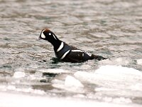 Histrionicus histrionicus 5, Harlekijneend, male, Saxifraga-Piet Munsterman