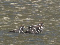 Histrionicus histrionicus 6, Harlekijneend, Saxifraga-Rob Felix : Animalia, Aves, Chordata, animal, bird, dier, dieren, gewervelde dieren, vertebraat, vertebrate, vogel, vogels
