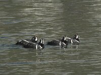 Histrionicus histrionicus 9, Harlekijneend, Saxifraga-Rob Felix : Animalia, Aves, Chordata, animal, bird, dier, dieren, gewervelde dieren, vertebraat, vertebrate, vogel, vogels