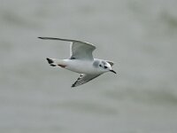 Hydrocoloeus minutus 3, Dwergmeeuw, Saxifraga-Piet Munsterman