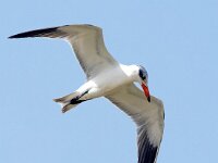 Hydroprogne caspia 13, Reuzenstern, Saxifraga-Bart Vastenhouw
