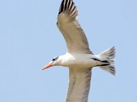 Hydroprogne caspia 15, Reuzenstern, Saxifraga-Bart Vastenhouw