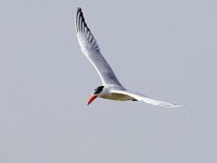Hydroprogne caspia 18, Reuzenstern, Saxifraga-Bart Vastenhouw