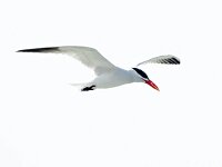 Hydroprogne caspia 24, Reuzenstern, Saxifraga-Bart Vastenhouw