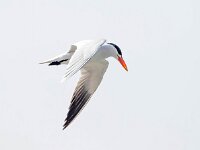 Hydroprogne caspia 26, Reuzenstern, Saxifraga-Bart Vastenhouw