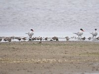 Hydroprogne caspia 40, Reuzenstern, Saxifraga-Tom Heijnen