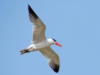 Hydroprogne caspia 8, Reuzenstern, Saxifraga-Bart Vastenhouw