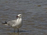 Ichthyaetus audouinii 13, Audouins meeuw, Saxifraga-Jan van der Straaten