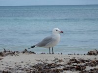 Ichthyaetus audouinii 22, Audouins meeuw, Saxifraga-Peter Meininger