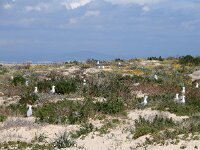 Ichthyaetus audouinii 25, Audouins meeuw, Saxifraga-Ed Stikvoort : Ilha Deserta