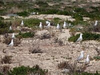 Ichthyaetus audouinii 28, Audouins meeuw, Saxifraga-Ed Stikvoort : Ilha Deserta