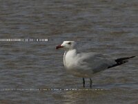 Ichthyaetus audouinii 6, Audouins meeuw, Saxifraga-Jan van der Straaten