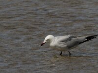 Ichthyaetus audouinii 7, Audouins meeuw, Saxifraga-Jan van der Straaten