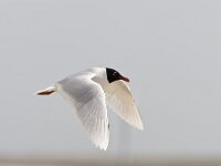 Zwartkopmeeuw, Larus melanocephalus, Mediterranian Gull  Zwartkopmeeuw, Larus melanocephalus, Mediterranian Gull : Larus melanocephalus, May, Mediterranian Gull, Nederland, Vereniging Natuurmonumenten, Voorne, Voorne-Putten, Voornes Duin, Zuid-holland, Zwartkopmeeuw, adult, beach, black, breeding plumage, broedkleed, flying, in flight, lente, mei, natuurmonumenten, red, rood, spring, strand, summer plumage, the Netherlands, vliegend, vluchtbeeld, volwassen, voorjaar, white, wit, zomerkleed, zuid-hollands landschap, zwart