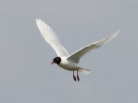 Ichthyaetus melanocephalus 21, Zwartkopmeeuw, Saxifraga-Henk Baptist