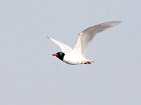 Ichthyaetus melanocephalus 25, Zwartkopmeeuw, Saxifraga-Bart Vastenhouw