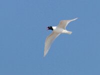 Ichthyaetus melanocephalus 37, Zwartkopmeeuw, Saxifraga-Mark Zekhuis