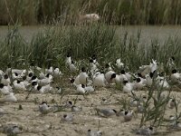 Ichthyaetus melanocephalus 8, Zwartkopmeeuw, Saxifraga-Jan van der Straaten