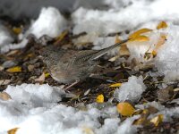 Junco hyemalis 3, Grijze junco, adult, female, Saxifraga-Theo Verstrael