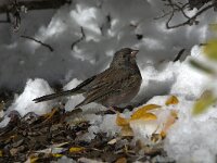 Junco hyemalis 4, Grijze junco, adult, female, Saxifraga-Theo Verstrael