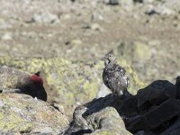 Lagopus muta 29, Alpensneeuwhoen, Saxifraga-Willem van Kruijsbergen