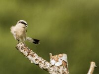 Lanius collurio 101, Grauwe klauwier, adult, male, Saxifraga-Theo Verstrael