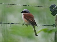 Lanius collurio 17, Grauwe klauwier, Saxifraga-Bart Vastenhouw