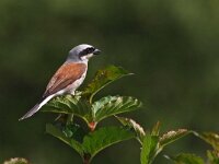 Lanius collurio 20, Grauwe klauwier, Saxifraga-Hans Dekker