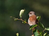 Lanius collurio 21, Grauwe klauwier, Saxifraga-Hans Dekker