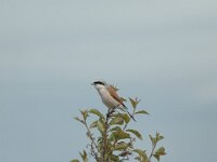 Lanius collurio 22, Grauwe klauwier, Saxifraga-Bas Klaver