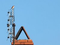 Lanius collurio 79, Grauwe klauwier, Saxifraga-Mark Zekhuis