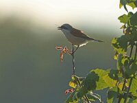 Lanius collurio 83, Grauwe klauwier, Saxifraga-Mark Zekhuis