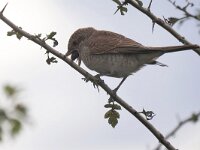 Lanius collurio 87, Grauwe klauwier, Saxifraga-Tom Heijnen