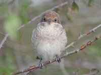 Lanius collurio 89, Grauwe klauwier, Saxifraga-Tom Heijnen
