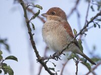Lanius collurio 91, Grauwe klauwier, Saxifraga-Tom Heijnen