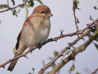 Lanius collurio 93, Grauwe klauwier, Saxifraga-Tom Heijnen