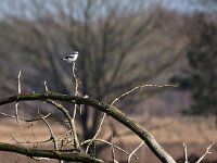 Lanius excubitor 34, Klapekster, Saxifraga-Hans Dekker