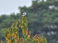 Lanius excubitor 43, Klapekster, Saxifraga-Tom Heijnen