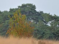 Lanius excubitor 44, Klapekster, Saxifraga-Tom Heijnen