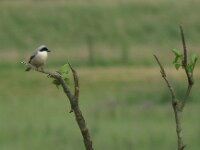 Lanius minor 3, Kleine klapekster, Saxifraga-Henk Sierdsema