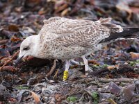 Larus argentatus 109, Zilvermeeuw, Saxifraga-Bart Vastenhouw