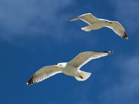 Larus argentatus 110, Zilvermeeuw, Saxifraga-Bart Vastenhouw