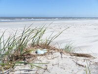 Larus argentatus 119, Zilvermeeuw, nest, Saxifraga-Mark Zekhuis