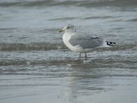Larus argentatus 12, Zilvermeeuw, Saxifraga-Marijke Verhagen