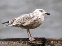 Larus argentatus 140, Zilvermeeuw, Saxifraga-Bart Vastenhouw
