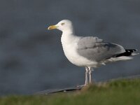 Zilvermeeuw, Herring Gull; Larus argentatus  Zilvermeeuw, Herring Gull; Larus argentatus : Herring Gull, Larus argentatus, Utrecht, Zilvermeeuw, adult, bird, blauw, blue, city, city bird, green, groen, kade, meeuw, stad, stadsvogel, vogel, volwassen, water, zeevogel