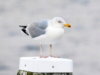 Larus argentatus 151, Zilvermeeuw, Saxifraga-Bart Vastenhouw
