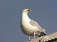 Larus argentatus 152, Zilvermeeuw, Saxifraga-Bart Vastenhouw