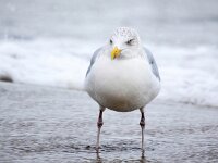 Larus argentatus 154, Zilvermeeuw, Saxifraga-Bart Vastenhouw
