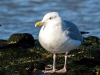 Larus argentatus 162, Zilvermeeuw, Saxifraga-Bart Vastenhouw